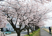 春 入学 養育費.jpg